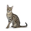 Cool young adult Savannah F1 cat, Isolated on white background