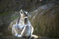 Cool young cat lemur, Madagascar Lemur catta