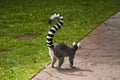 Cool young lemur in Australia zoo, Brisbane Royalty Free Stock Photo