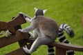 Cool young lemur sitting on a bench Royalty Free Stock Photo