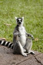 Cool young lemur sitting on a pathway Royalty Free Stock Photo