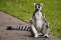Cool young lemur sitting on a pathway Royalty Free Stock Photo