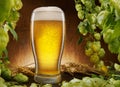 Cooled glass of beer with condensate drops and green hops arrange as a frame Royalty Free Stock Photo