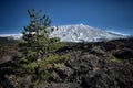 Cooled Lava Flow Ropy Surface And Pine Tree In Etna Park Royalty Free Stock Photo