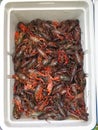 Cooler full of live crawfish for a boil