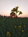 coolest sunset behind the beautiful yellow flower
