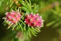 Cooley Spruce Gall