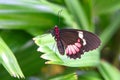 Coolie Butterfly Royalty Free Stock Photo