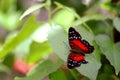 Coolie butterfly (lepidoptera) on green leaf, Florida Royalty Free Stock Photo