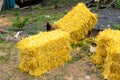 Coolies of straw from the new crop lie on the ground near the yard