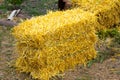 Coolies of straw from the new crop lie on the ground near the yard Royalty Free Stock Photo