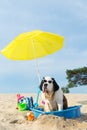 Cooling down for dog at the beach Royalty Free Stock Photo