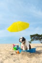 Cooling down for dog at the beach Royalty Free Stock Photo