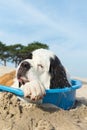 Cooling down for dog Royalty Free Stock Photo