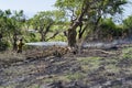 Cooling Down Phase Of Extinguishing Bush Fire