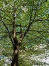 coolness under the tree beatiful Royalty Free Stock Photo