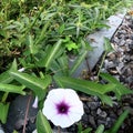 The Coolness of the Undergrowth: Standout White Flowers