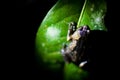 Cooloola sedge frog