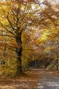 Coolorful trees autumn Royalty Free Stock Photo