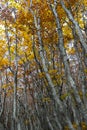 Coolorful trees autumn Royalty Free Stock Photo