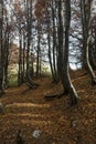 Coolorful trees autumn Royalty Free Stock Photo