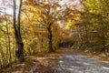 Coolorful trees autumn Royalty Free Stock Photo