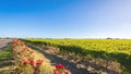 Coonawarra region vineyards along the Riddoch Highway, SA