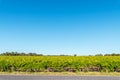 Coonawarra vineyards against blue sky on a day