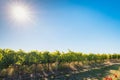 Coonawarra vineyards along the Riddoch Hwy