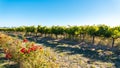 Coonawarra vineyards along the Riddoch Hwy