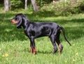 Coonhound