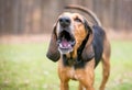 A Coonhound dog barking or howling