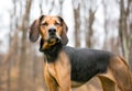 A Coonhound dog with a funny expression