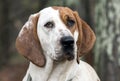 Big tan and white Coonhound dog with floppy ears