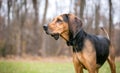 A Coonhound dog standing outdoors