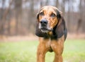 A Coonhound dog standing outdoors