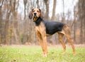 A Coonhound dog standing outdoors