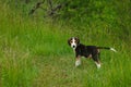 A coonhound looks for master before proceeding Royalty Free Stock Photo