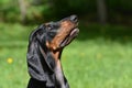 Coonhound portrait