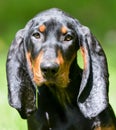 Coonhound portrait