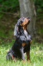 Coonhound puppy