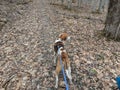 Coonhound in the Woods for a Walk