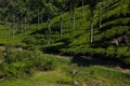 Coonoor, green field, tea plantation. Nilgiri mountain railway. India Royalty Free Stock Photo