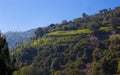 Coonoor, green field, tea plantation. Nilgiri mountain railway. India Royalty Free Stock Photo