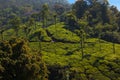 Coonoor, green field, tea plantation. Nilgiri mountain railway. India Royalty Free Stock Photo