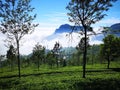 Tea estate with foggy mountain, Coonoor Royalty Free Stock Photo