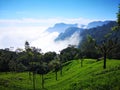 Coonoor tea estate with foggy mountain background Tamil nadu ,India. Royalty Free Stock Photo