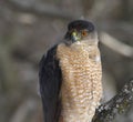 Cooper hawk in hunting mode Royalty Free Stock Photo