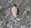 Cooper hawk in hunting mode Royalty Free Stock Photo