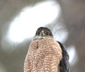 Cooper hawk in hunting mode Royalty Free Stock Photo